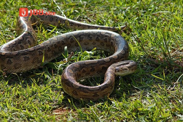 Ý nghĩa khi mộng thấy trăn mà bạn nên biết Ý nghĩa khi mộng thấy trăn mà bạn nên biết